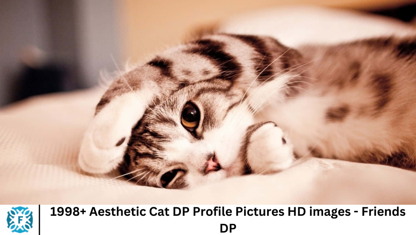 1998+ Aesthetic Cat DP Profile Pictures HD images - Friends DP