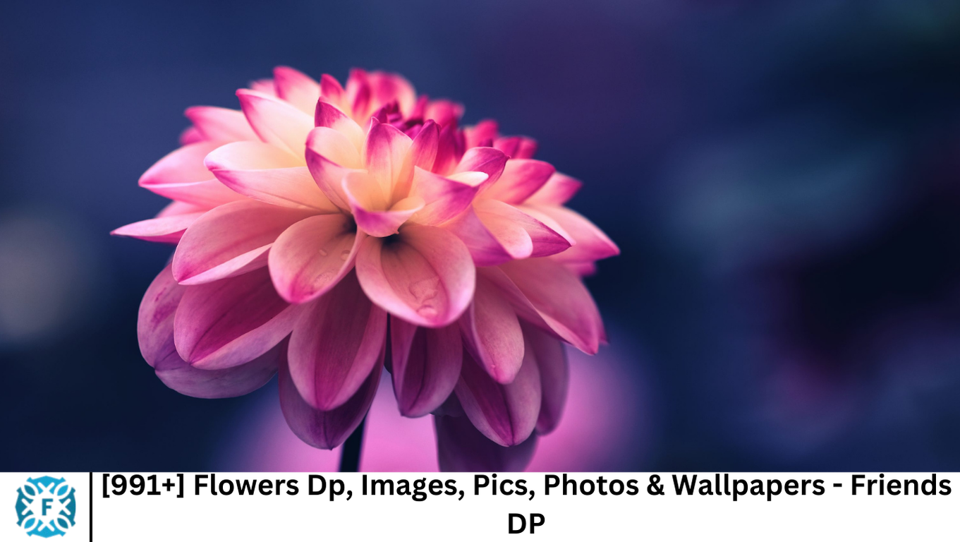 [991+] Flowers Dp, Images, Pics, Photos & Wallpapers - Friends DP